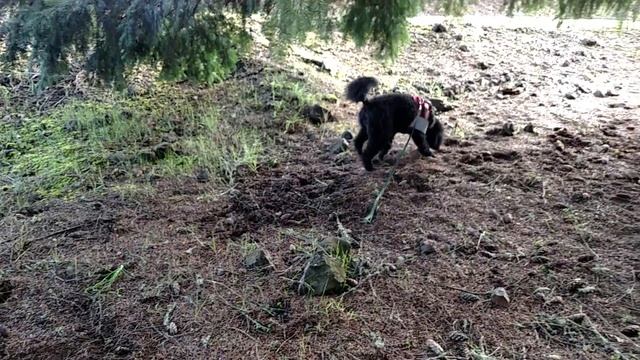Train a Dog to Dig Truffles - An Experiment I Would Not Do Again - Fun To Watch (read notes below) смотреть онлайн