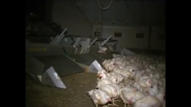 комбайн для уборки кур птицеуборочный комбайн смотреть онлайн