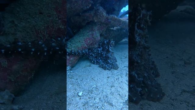 Дайвинг на Шри-Ланке, Хиккадува. Затонувший корабль Earl of Shaftesbury смотреть онлайн