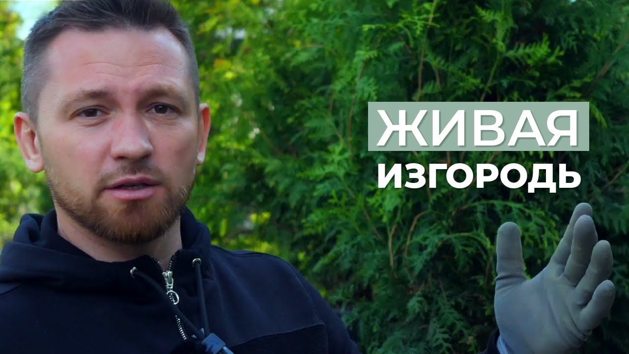 Туи: выбор и посадка #туи