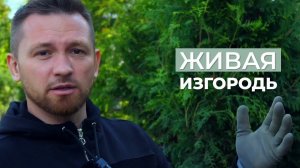 Туи: выбор и посадка #туи