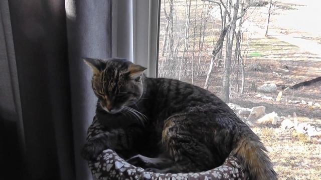 Signs & Symptoms of when it is time to euthanize a cat смотреть онлайн