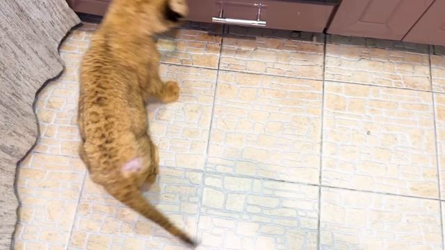 ЭТО УЖАСНО! Над львёнком издевались. Он истощен до КРАЙНЕЙ СТЕПЕНИ! Не знаем, сможет ли он выжить ? смотреть онлайн