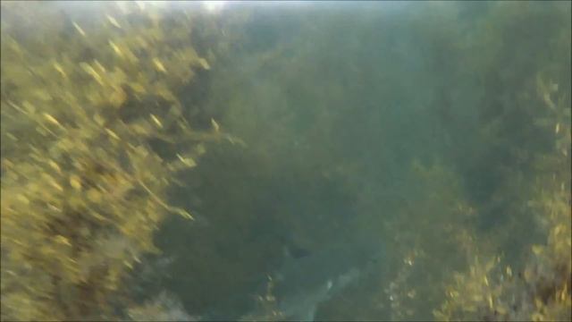 Охота на Пеленгаса,. Подводные съемки морской рыбалки смотреть онлайн