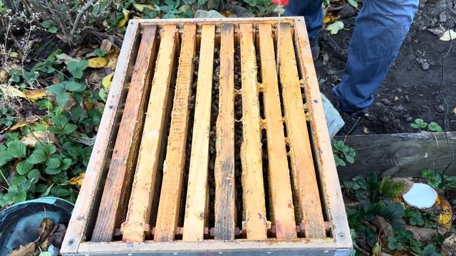 Водный раствор Бипина для лечения пчел от клеща Варроа смотреть онлайн