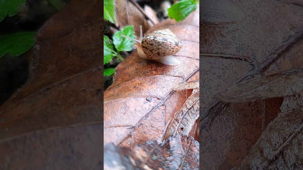 Snail Enjoy Rainy Nature смотреть онлайн