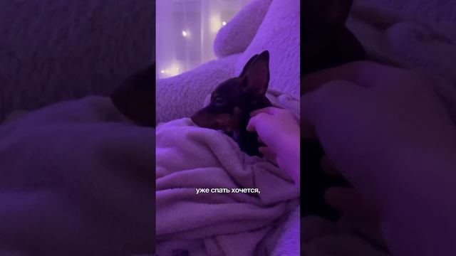 Расслабляюсь перед сном? #тойтерьер #собачки #милыеживотные #смешныесобаки #животные смотреть онлайн