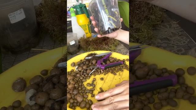 Две Орхидеи в классической системе посадки. смотреть онлайн