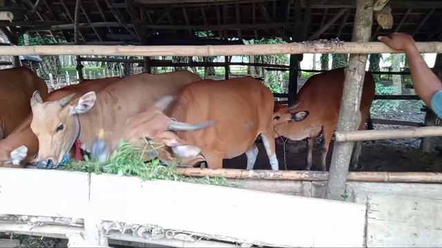 BREEDING SAPI BALI 2,5 TAHUN HASIL 5 EKOR смотреть онлайн