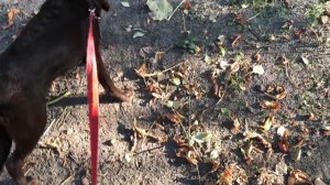 Как приучить собаку к туалету на улице. Как приучить лабрадора к туалету на улице.