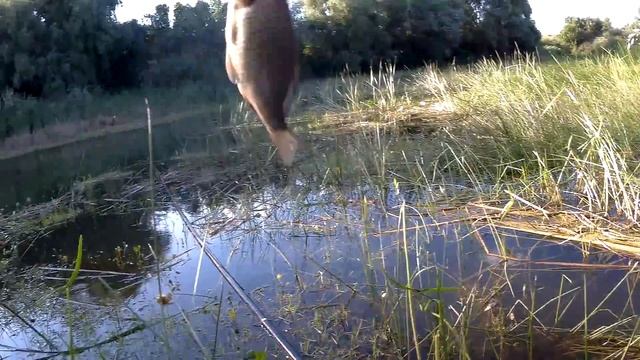 Рыбалка на поплавок вечером.Ловля карася на болоте в камышах.. смотреть онлайн