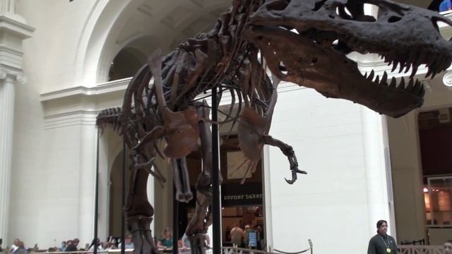 Field Museum of Natural History in Chicago, Illinois смотреть онлайн
