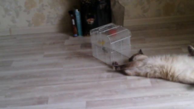 Кошка VS Хомяк смотреть онлайн