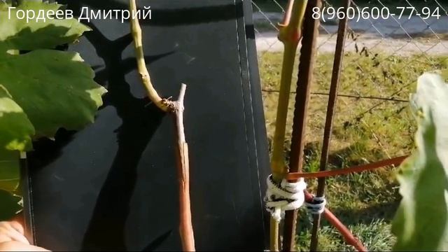 Прививка винограда. Результаты приживаемости прививок винограда спустя сто дней. смотреть онлайн