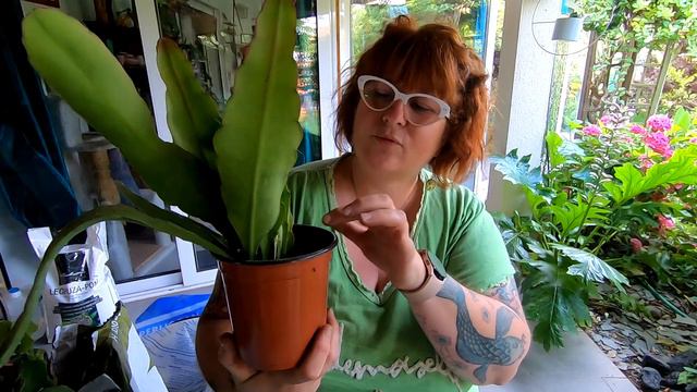 BLA BLA PLANTE #39 🌿 Spécial EPIPHYLLUM | Rempotage et bouturage | Substrat et engrais😉 смотреть онлайн