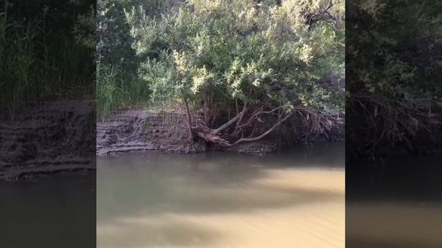 Наблюдаем за ондатрой смотреть онлайн