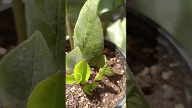zz plant propagation смотреть онлайн