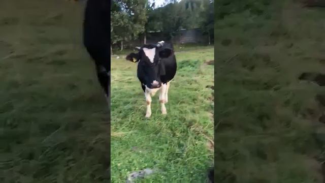 Голштинская корова 25-30 литров молока в сутки смотреть онлайн