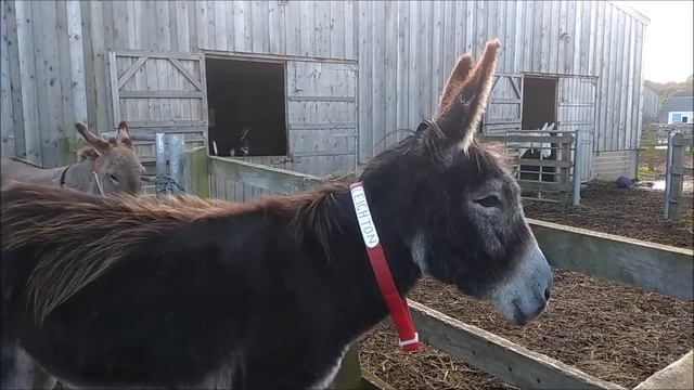 УПРЯМЫЙ КАК ОСЕЛ ИЛИ БЕССТРАШНЫЙ ИНТЕЛЛЕКТУАЛ? смотреть онлайн