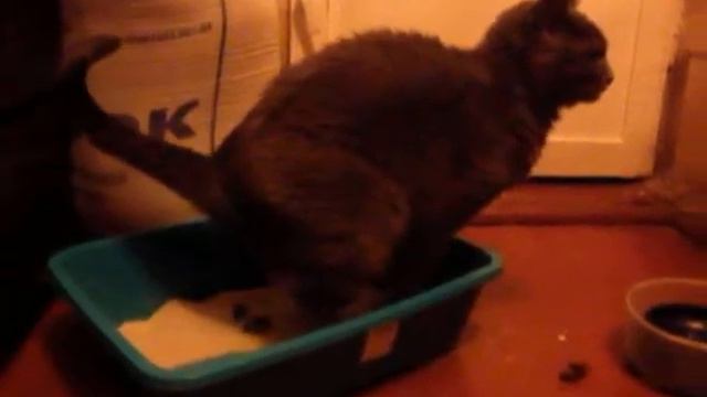 Кошка какает смотреть онлайн