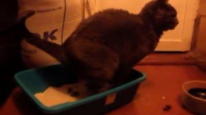 Кошка какает