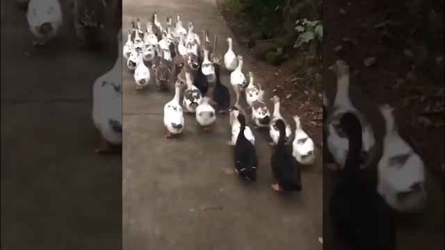 Dancing Lovely Funny Duck смотреть онлайн