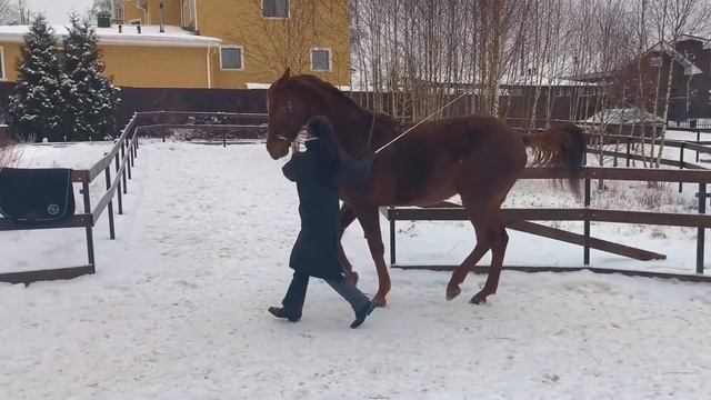 Гимнастирование лошади. Галоп в руках. смотреть онлайн