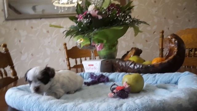 Клюква в сахаре - биро девочка Cranberries in Zugar Bella Vera смотреть онлайн