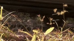 CORDIANT All Terrain