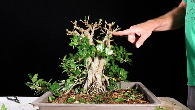 Ficus Microcarpa Clump Bonsai. Banyan Ficus смотреть онлайн