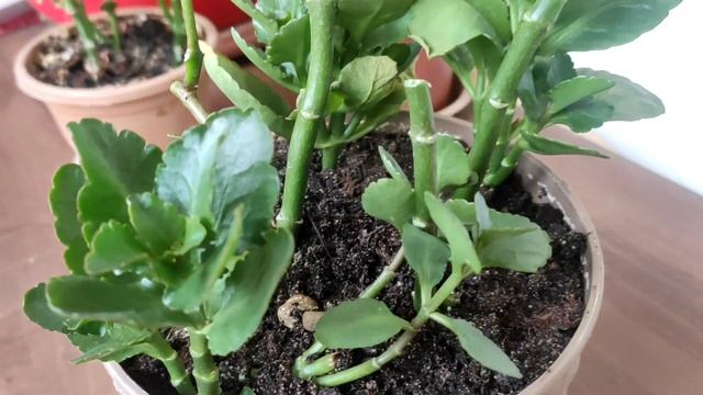 Каланхоэ вытянулась ? смотреть онлайн