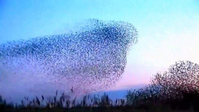 Эти уникальные кадры стоит увидеть хотя бы раз в жизни! Просто невероятно что они творят! смотреть онлайн