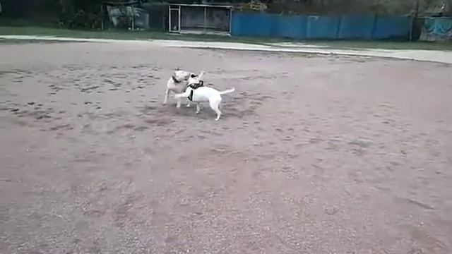 Мощные игры бультерьеров смотреть онлайн