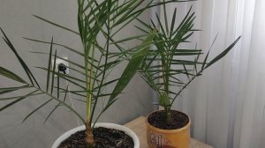 Финиковая пальма из косточки. Как вырастить финиковую пальму. Пальма в квартире.