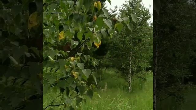 Кто в лесу плетёт интриги? смотреть онлайн