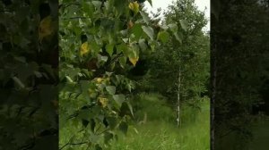 Кто в лесу плетёт интриги?
