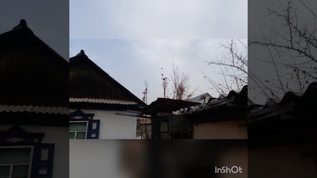 Как сделать шест для ловли птиц.Ловля птиц на клетку. смотреть онлайн