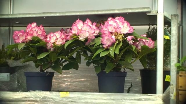 Фазенда - 2012 / Весна №95