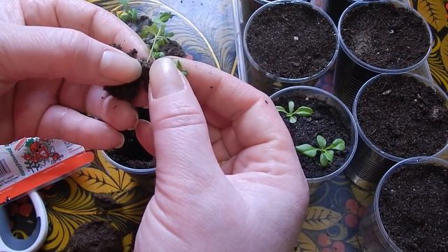 Как Пикировать Астры