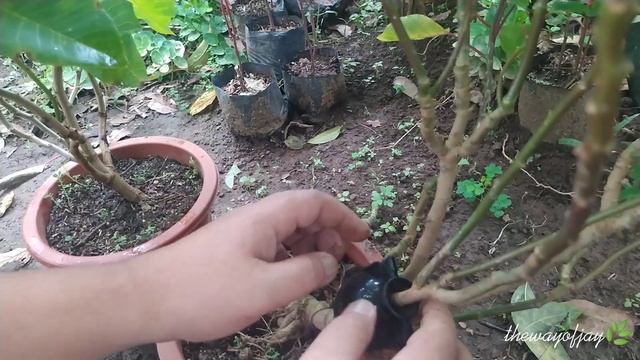 How To Air Layering Poinsettia Plants / Euphorbia Pulcherrima смотреть онлайн