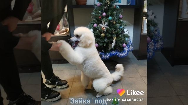 Большой пудель. Стрижка модерн. смотреть онлайн