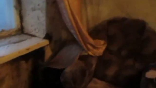 Алтайский кр.Егорьевский р-он с.Новоегорьевское ул.Молодёжная 34 смотреть онлайн