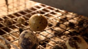 Как не надо содержать перепелов.