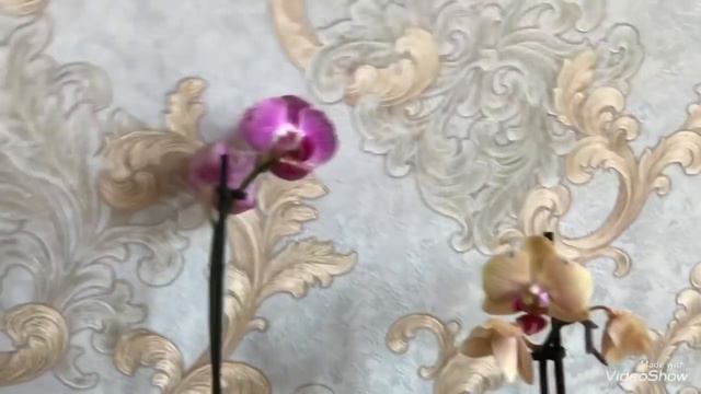 Купила шесть Уцененных Орхидей и 1 Петунию! смотреть онлайн
