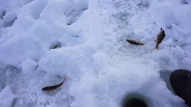 Озеро Шаблиш, зимняя рыбалка на окуня смотреть онлайн