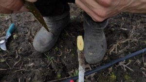 ?САМАЯ ПРОСТАЯ прививка Плодовых деревьев???