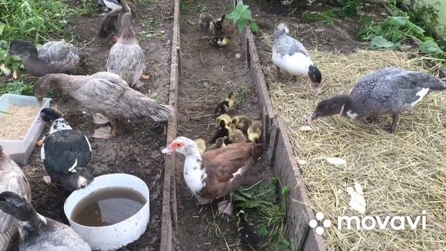 Бегунки с Мускусными утятами прижились как родные смотреть онлайн