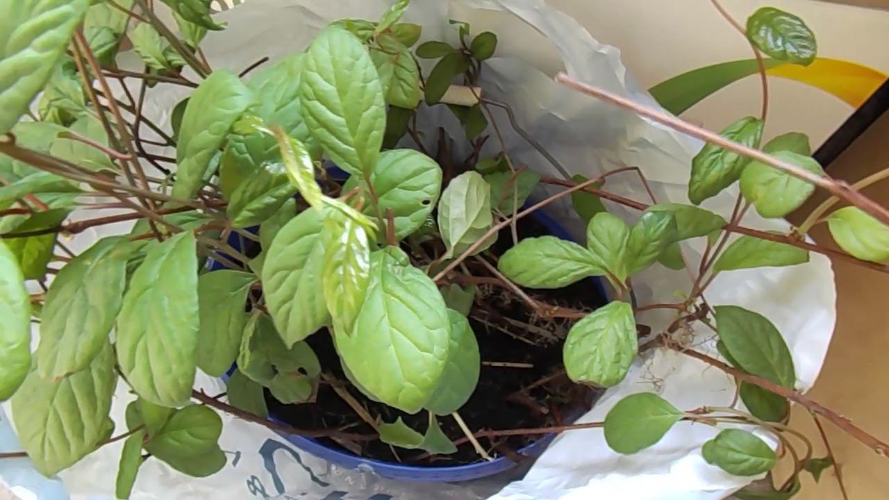 36 Лимонник китайский из семян спустя 3 года и другие саженцы для сайта авито смотреть онлайн