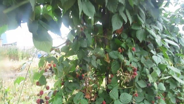 Ежевика Блэк Сатин на Еленадаче смотреть онлайн