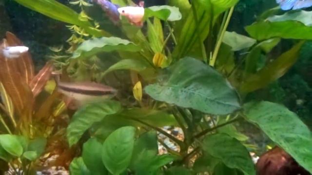 Рыбки петушки. Самки. смотреть онлайн